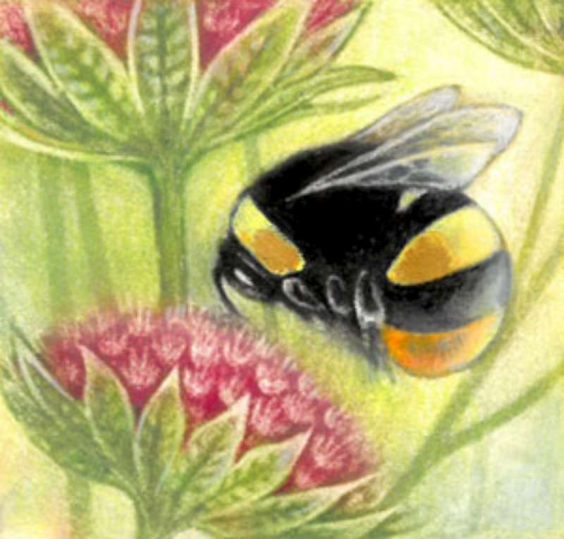 Bumblebee on Astrantia